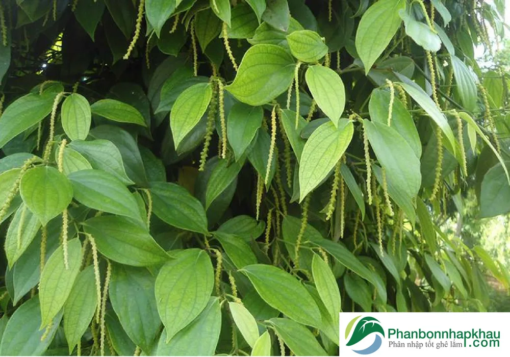 Kỹ thuật làm bông cho cây hồ tiêu phần 2