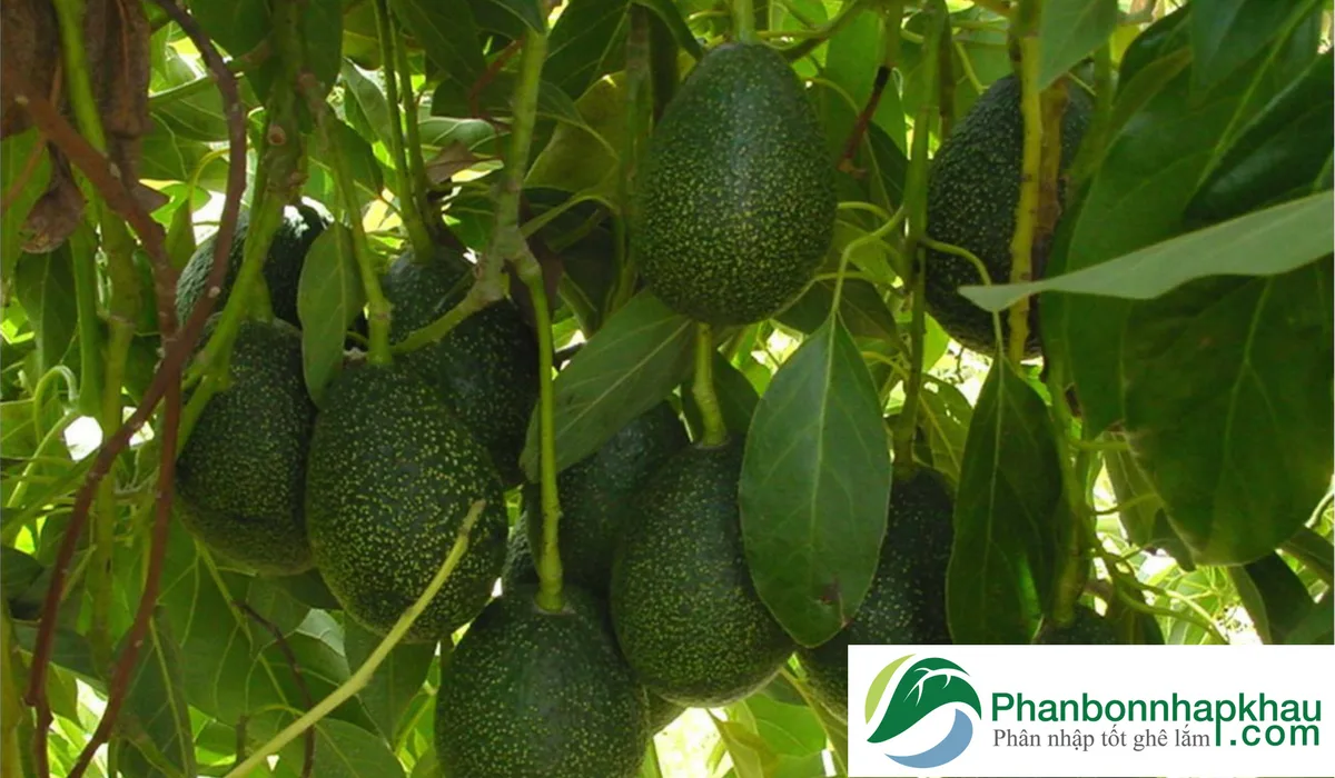 Phân bón cho cây Bơ được tính toán như thế nào