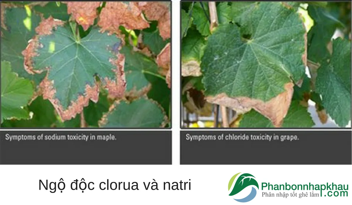 Phân bón chứa Clorua gây hại như thế nào?