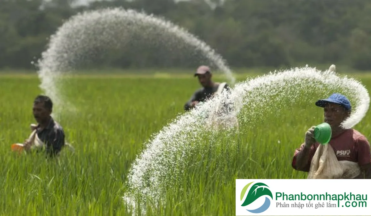 Phân bón đạm sử dụng như thế nào