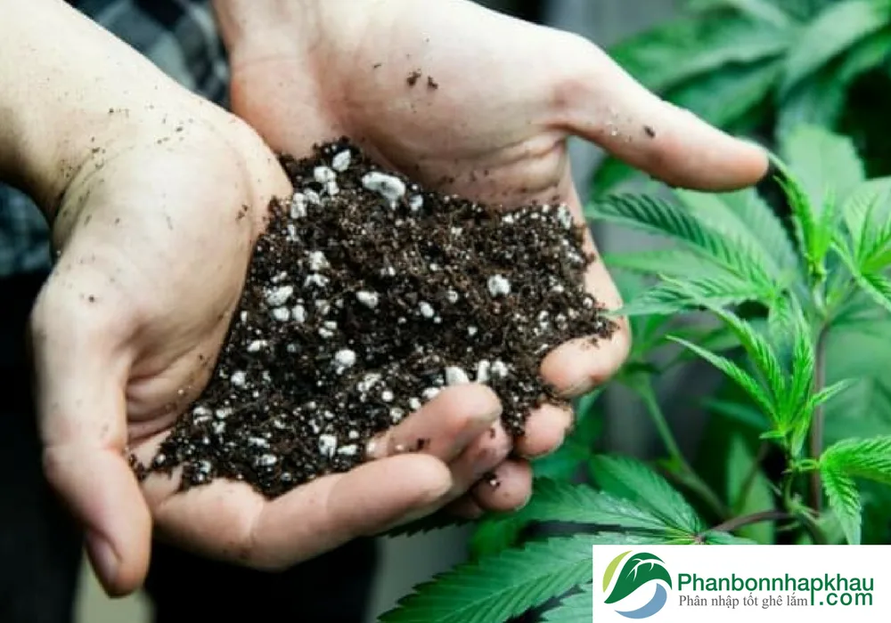 Phân bón silic và những điều cần biết