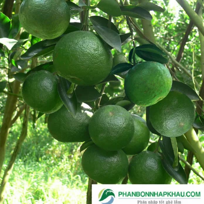 HAIFA MULTI PROTEK — ảnh 2