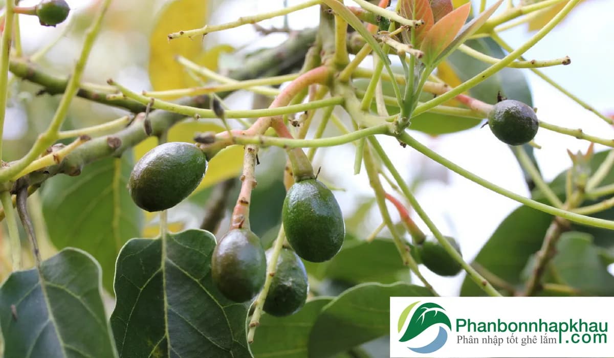 Phân bón cây Bơ qua tưới nhỏ giọt