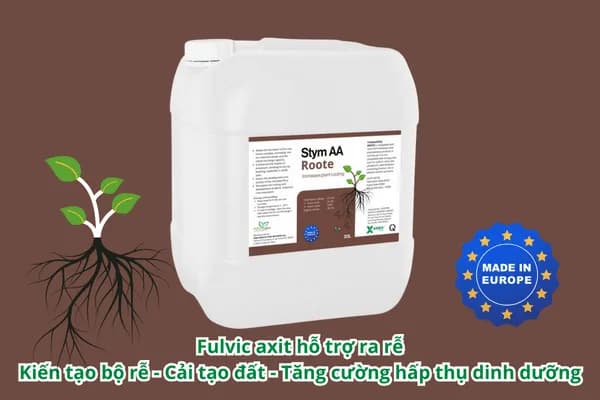 Phân ra rễ STYM AA ROOTE