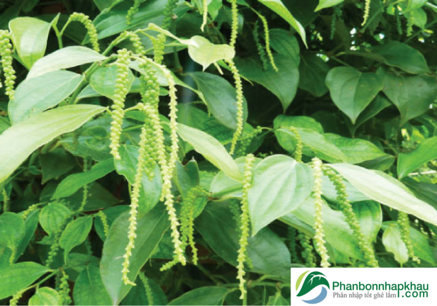 Kỹ Thuật Làm Bông Cho Cây Hồ Tiêu Phần 1 - Phân Bón Nhập Khẩu