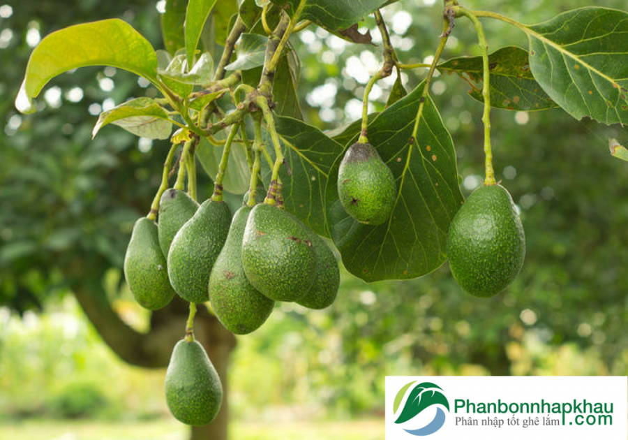 Grogreen-npk-10-4-40-te-phanbonnhapkhau.com - CÔNG TY TNHH AGRIX VIỆT NAM